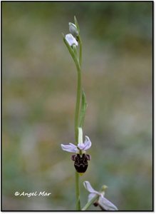 Ophrys scolopax