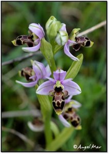 Ophrys scolopax