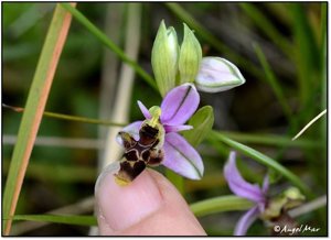 Ophrys scolopax