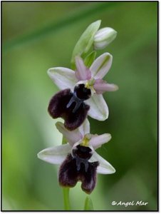 Ophrys sphegodes subsp. atrata