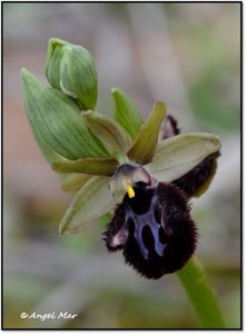 Ophrys sphegodes subsp. atrata