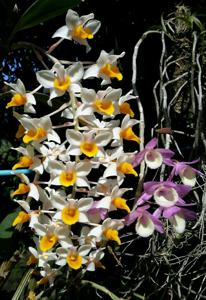 Dendrobium thyrsiflorum