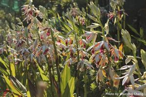 Phaius tankervilleae