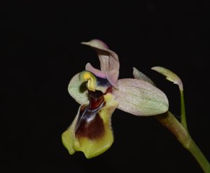 Ophrys tenthredinifera
