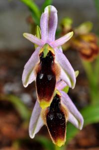 Ophrys sphegodes subsp. lunulata