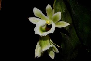 Eurychone rothschildiana