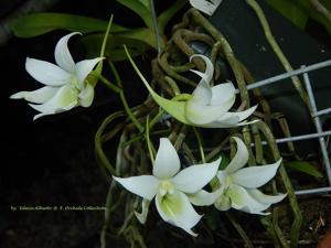 Sobennikoffia robusta