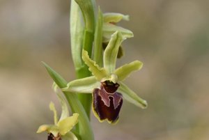 Ophrys sphegodes