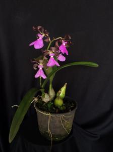Encyclia cordigera