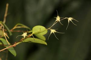 Opilionanthe manningii