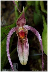 Bulbophyllum membranifolium subsp. inunctum
