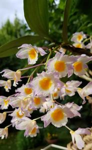 Dendrobium farmeri