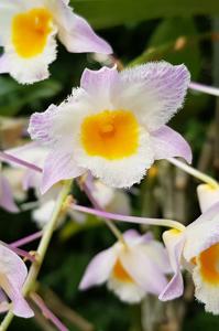 Dendrobium farmeri