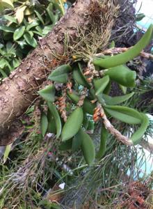 Bulbophyllum schillerianum