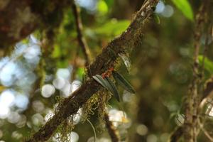 Bulbophyllum schillerianum