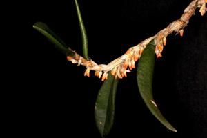 Bulbophyllum schillerianum