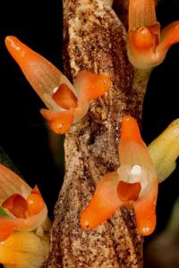 Bulbophyllum schillerianum