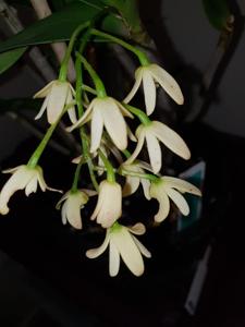 Dendrobium gracilicaule var. howeanum