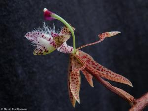 Polycycnis muscifera