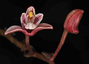 Bambuseria bambusifolia