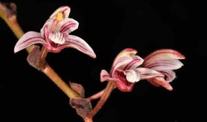 Bambuseria bambusifolia