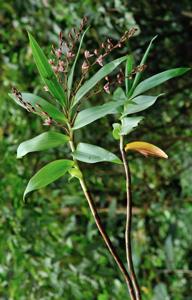 Bambuseria bambusifolia