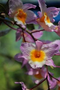 Dendrobium farmeri