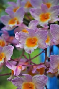 Dendrobium farmeri