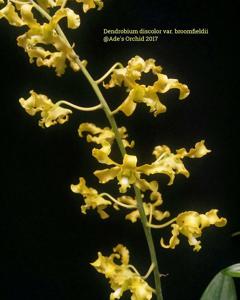 Dendrobium discolor var. broomfieldii