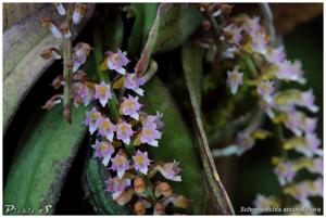 Schoenorchis secundiflora