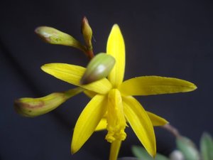 Cattleya flavasulina