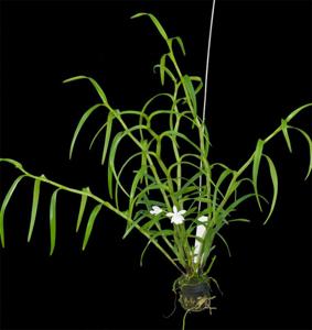 Dimerandra emarginata