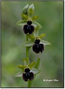 Ophrys sphegodes