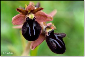 Ophrys sphegodes