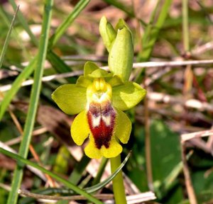 Ophrys lutea