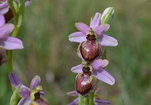 Ophrys sphegodes subsp. aveyronensis