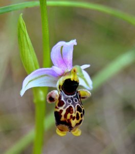 Ophrys scolopax
