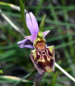 Ophrys holosericea subsp. holosericea
