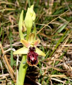 Ophrys sphegodes subsp. sphegodes