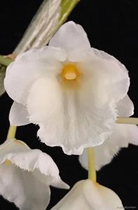 Dendrobium farmeri