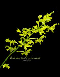 Dendrobium discolor var. broomfieldii