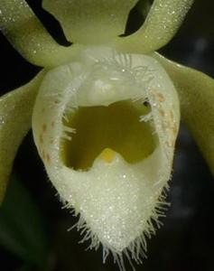 Thrixspermum conigerum