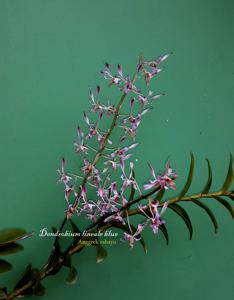 Dendrobium lineale