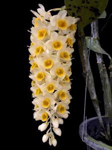Dendrobium densiflorum