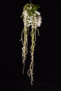 Mystacidium brayboniae