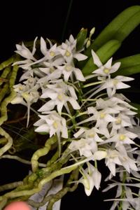 Mystacidium brayboniae