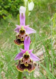 Ophrys holosericea subsp. holosericea