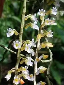 Schoenorchis secundiflora