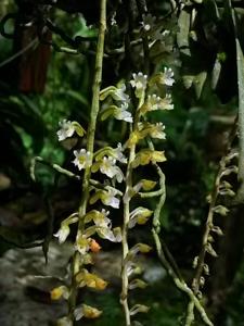 Schoenorchis secundiflora