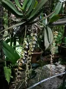 Schoenorchis secundiflora